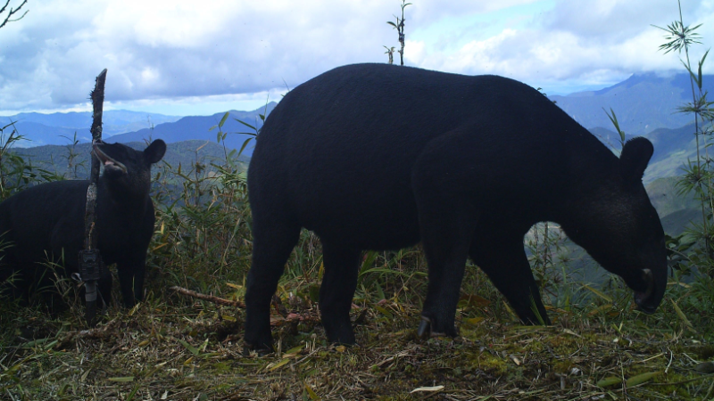 ¡Feliz Día Tapir de Montaña!