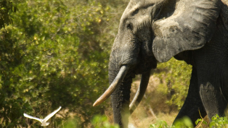 Los elefantes africanos, cada vez más amenazados por la caza ilegal