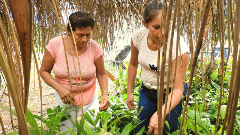 Canadá apoyará con 6,5 millones de dólares a pequeños agricultores