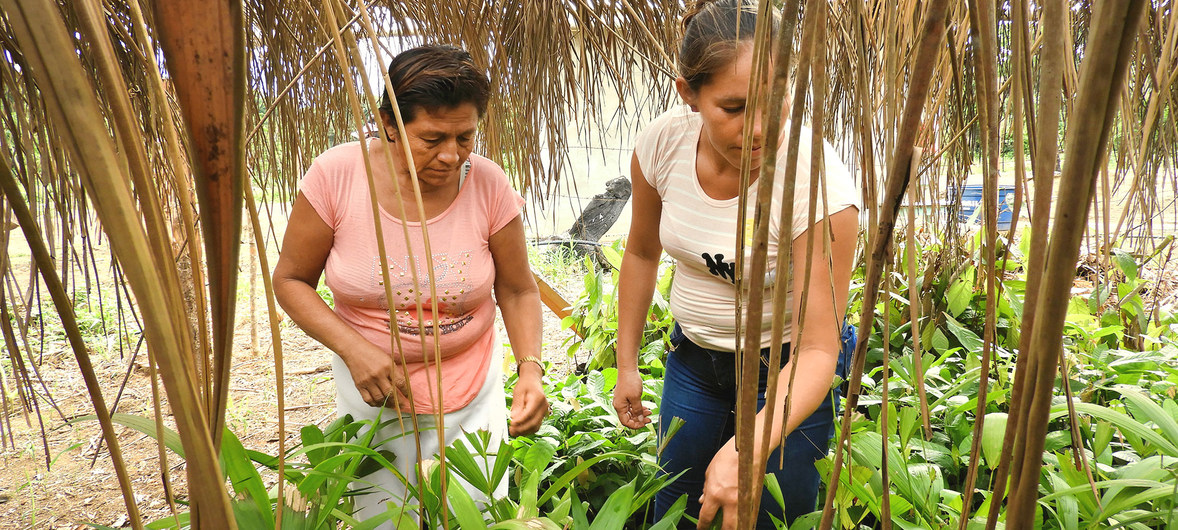 Canadá apoyará con 6,5 millones de dólares a pequeños agricultores