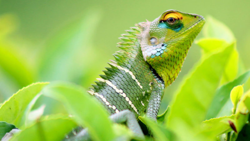 Destrucción de la biodiversidad