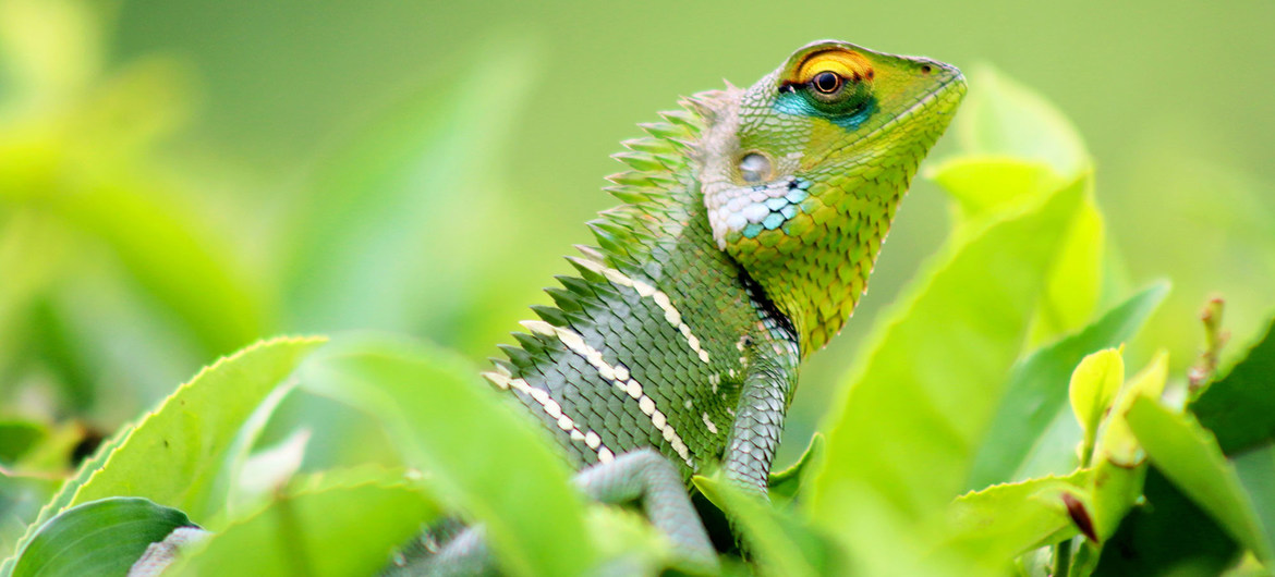 Destrucción de la biodiversidad