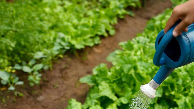 La biodiversidad de los suelos es ignorada, pero es fundamental para alimentar al planeta