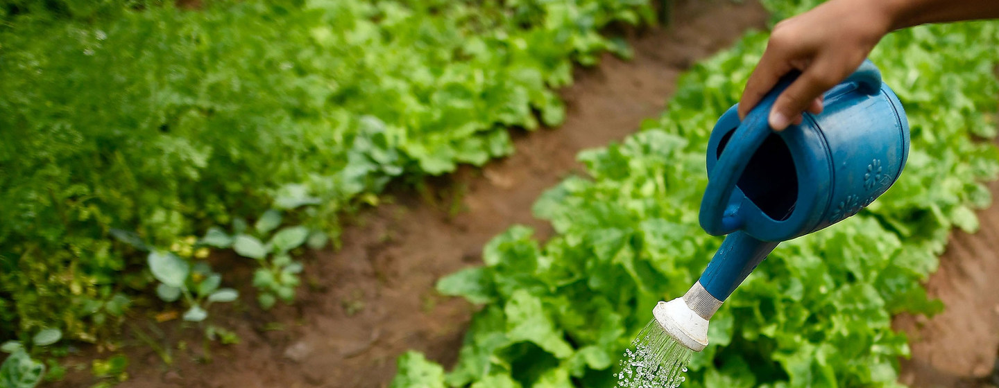 La biodiversidad de los suelos es ignorada, pero es fundamental para alimentar al planeta