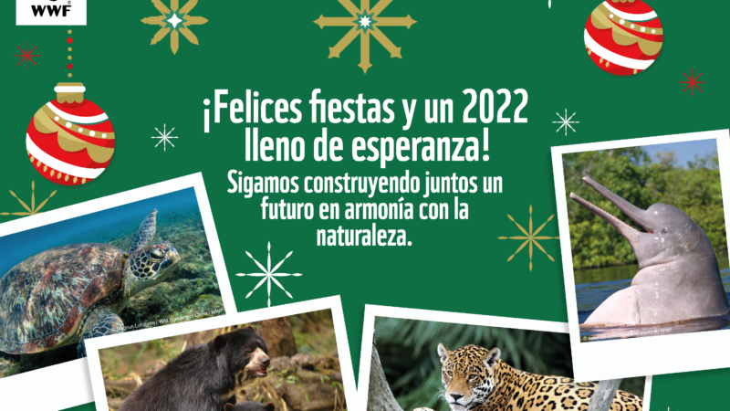 ¡WWF-Perú te desea felices fiestas! 🎄🐼