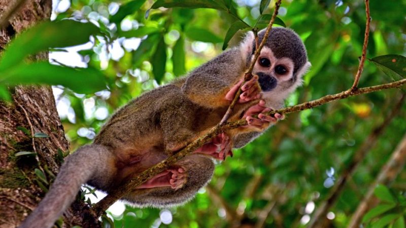 Combatir el hambre y proteger la vida silvestre en Ecuador