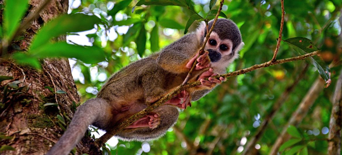 Combatir el hambre y proteger la vida silvestre en Ecuador