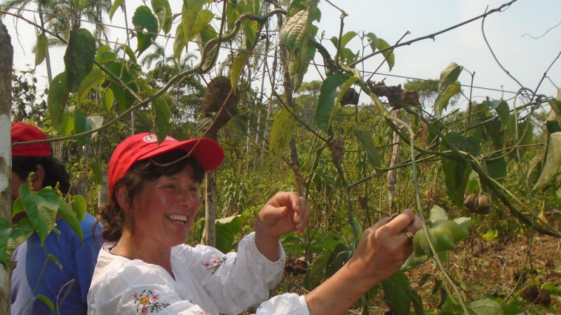 Sacha inchi: la ‘súper semilla’ que busca cultivar la paz en Colombia