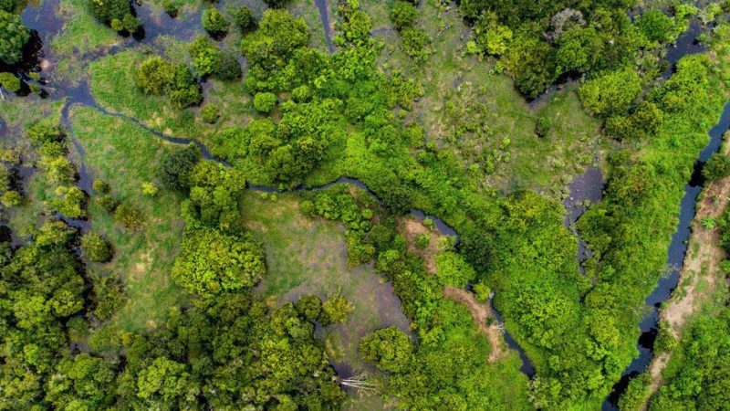 Los bosques del patrimonio mundial de la UNESCO absorben 190 millones de toneladas de dióxido de carbono