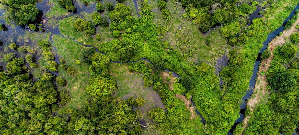 Los bosques del patrimonio mundial de la UNESCO absorben 190 millones de toneladas de dióxido de carbono