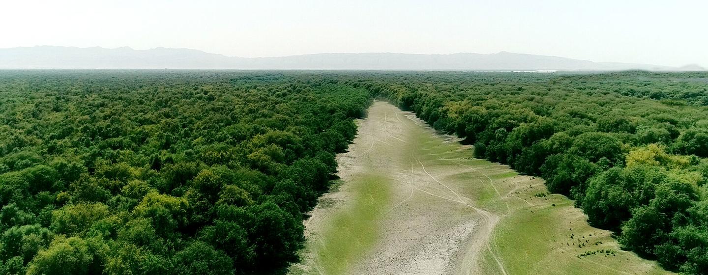 Pese al combate contra la deforestación, cada año se destruyen diez millones de hectáreas de bosque