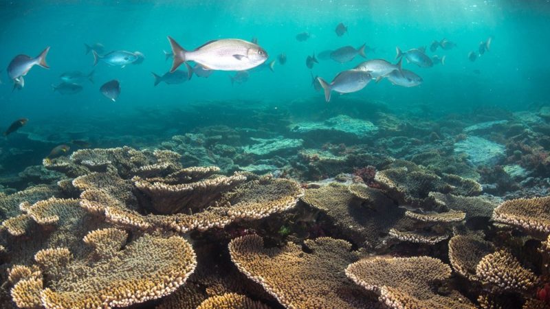 El mundo ha perdido el 14% de los arrecifes de coral a causa del aumento de la temperatura del mar