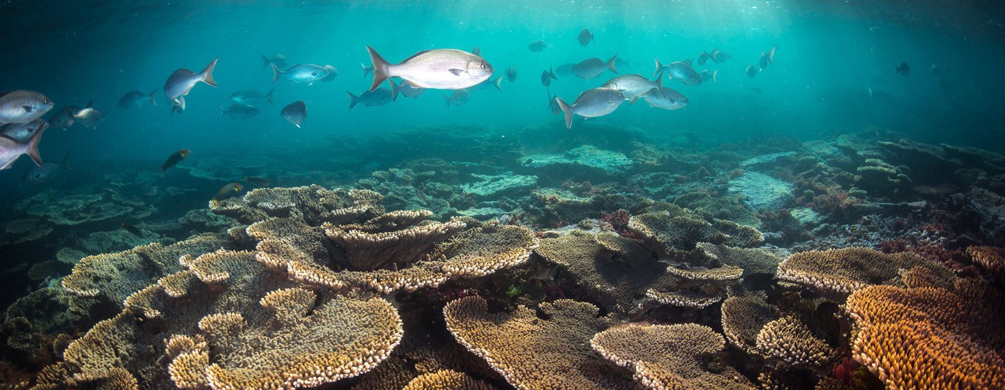 El mundo ha perdido el 14% de los arrecifes de coral a causa del aumento de la temperatura del mar