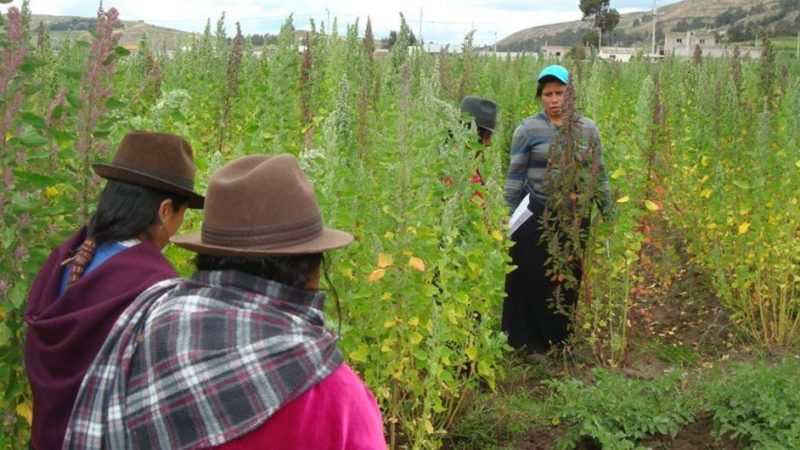 América Latina debe adaptar los sistemas alimentarios para transformar su eficiencia y sostenibilidad