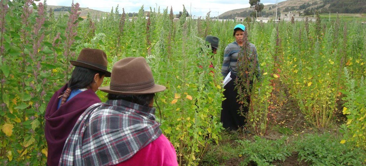 América Latina debe adaptar los sistemas alimentarios para transformar su eficiencia y sostenibilidad