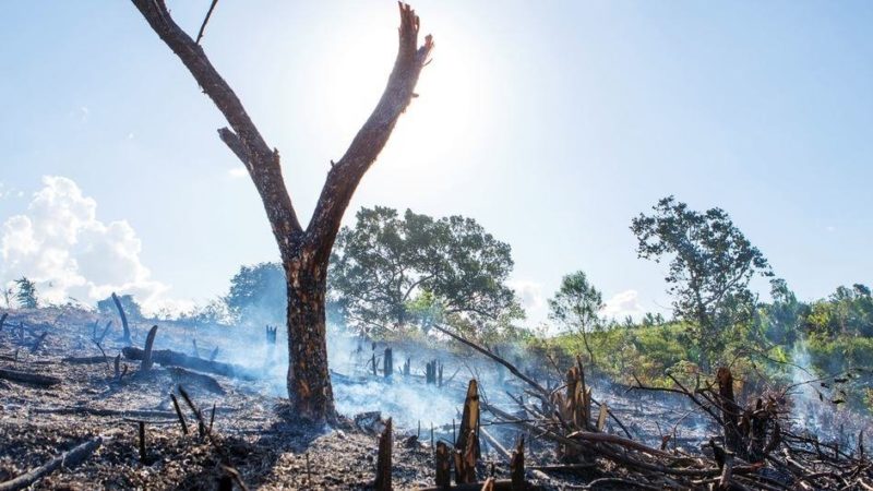 Disminuye el ritmo deforestación en el siglo XXI, pero los bosques tropicales siguen bajo amenaza