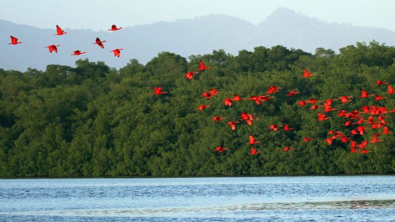 Cambio climático: cinco pequeños proyectos ayudan a restaurar el medio ambiente