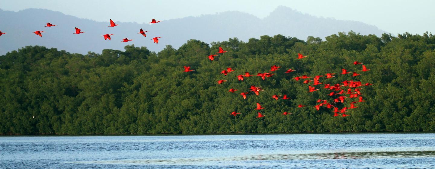 Cambio climático: cinco pequeños proyectos ayudan a restaurar el medio ambiente
