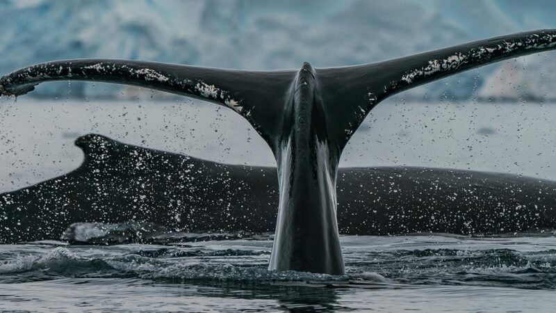 Las ballenas, aliadas en la lucha contra el cambio climático