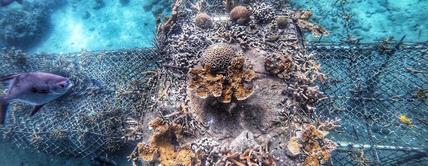 Un millón de corales por Colombia, la mayor restauración de arrecifes oceánicos de América