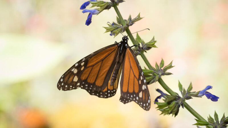 Las mariposas monarca migratorias ahora están clasificadas En Peligro