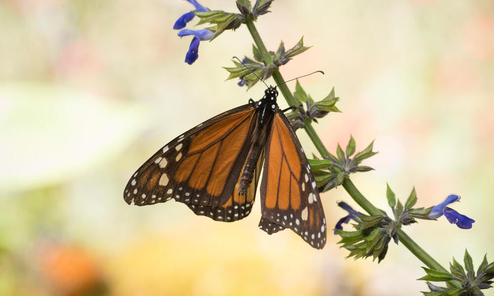 Las mariposas monarca migratorias ahora están clasificadas En Peligro