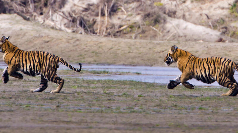 Nepal duplica con creces su población de tigres silvestres