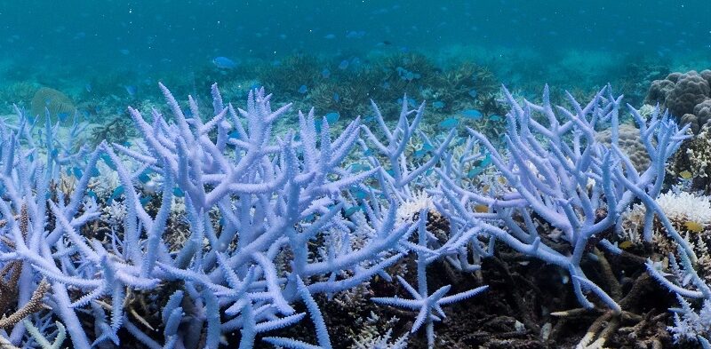 Lo que necesitas saber sobre la emergencia climática