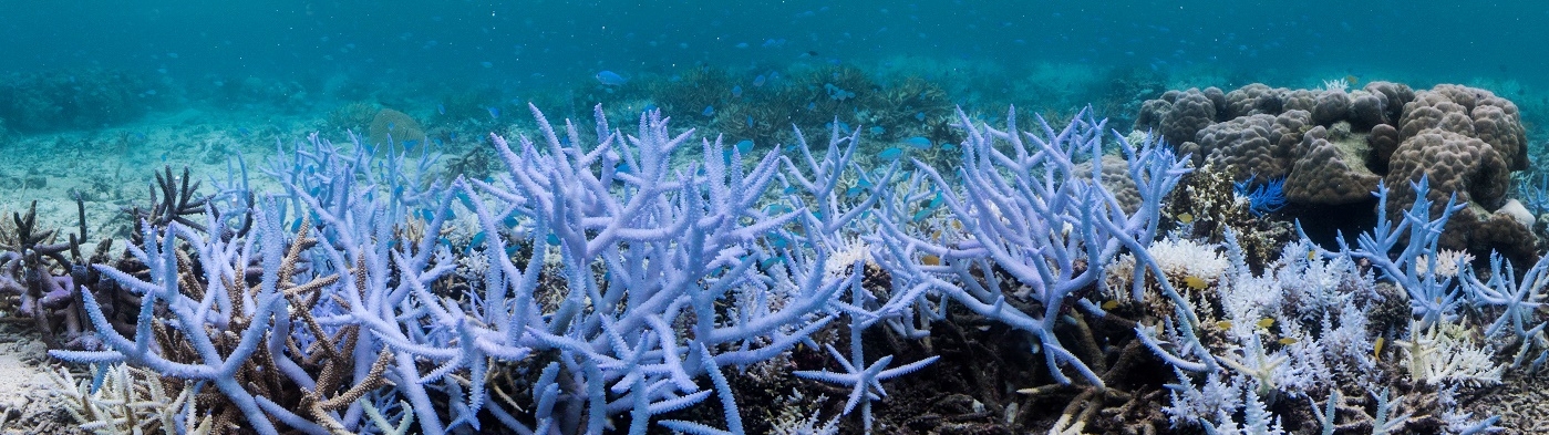 Lo que necesitas saber sobre la emergencia climática