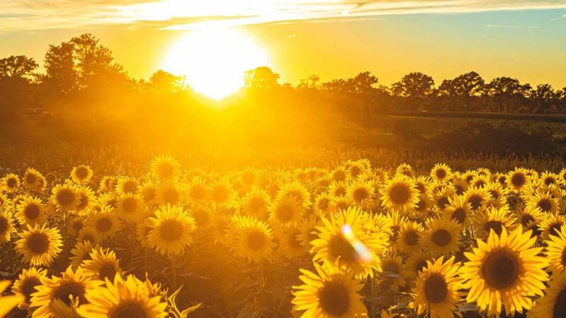 Temperaturas récord y anómalas, sequías e incendios. Julio de 2022, uno de los más cálidos