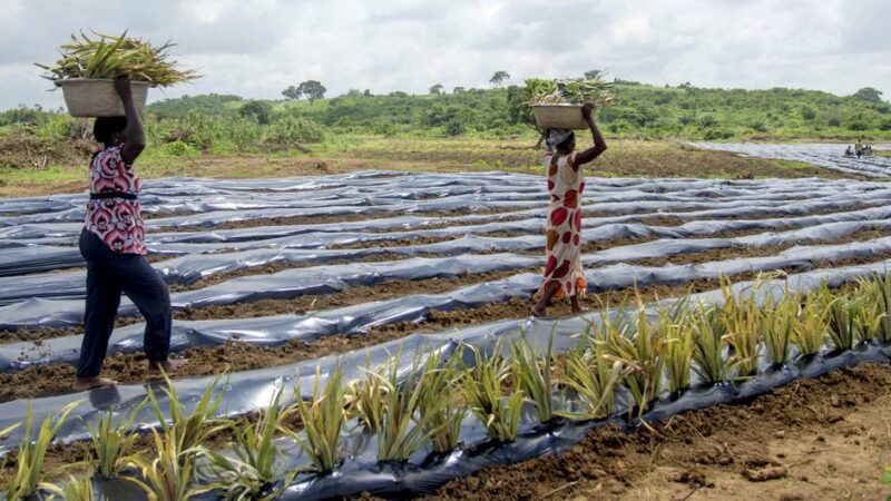 El uso masivo de plástico en la agricultura afecta nuestra salud, la del suelo y la producción de alimentos