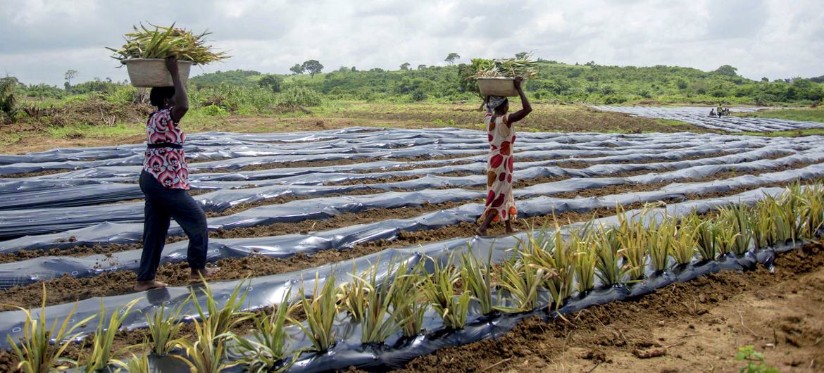 El uso masivo de plástico en la agricultura afecta nuestra salud, la del suelo y la producción de alimentos