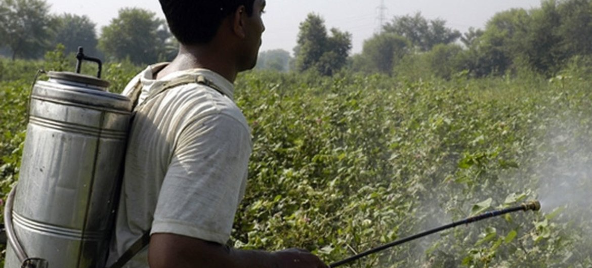 Paraguay no cumple con las leyes de control de pesticidas, denuncia experto