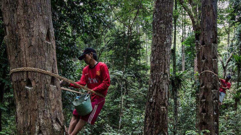 No hay una economía saludable sin un planeta sano, necesitamos los bosques para recuperar ambos