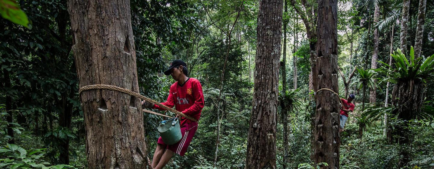 No hay una economía saludable sin un planeta sano, necesitamos los bosques para recuperar ambos