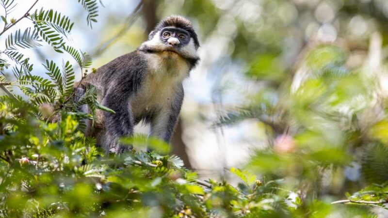 La crisis climática y la crisis de biodiversidad están íntimamente unidas