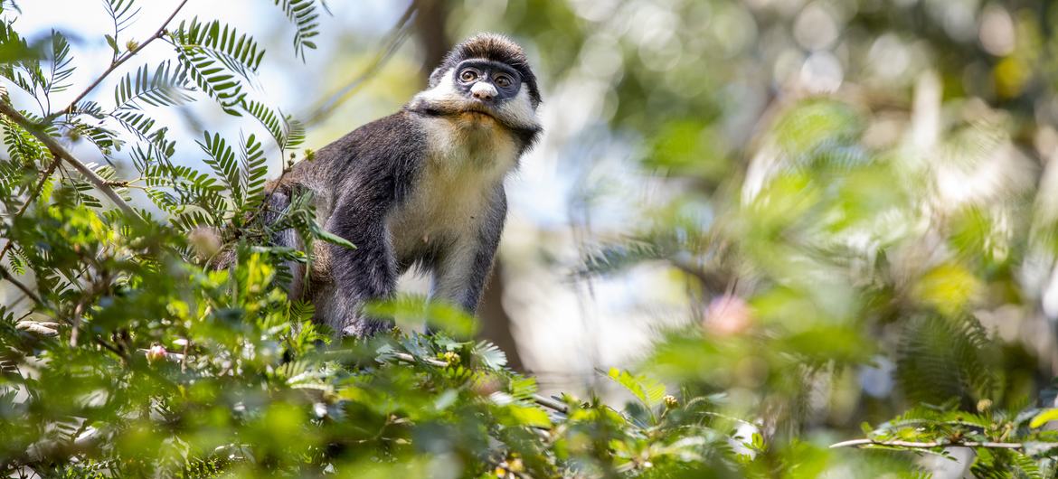 La crisis climática y la crisis de biodiversidad están íntimamente unidas