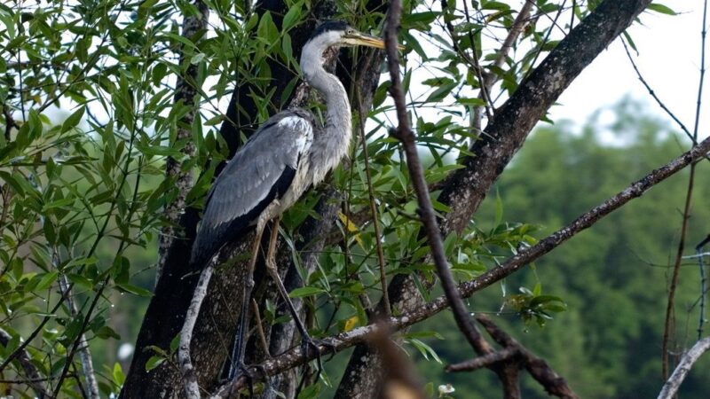 Concluye la Conferencia sobre Biodiversidad con un acuerdo para salvar la naturaleza