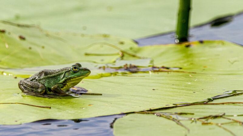 Dos iniciativas latinoamericanas obtienen premio de la ONU por su trabajo en favor de la naturaleza