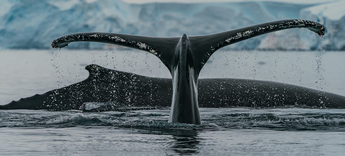 Un nuevo acuerdo protegerá la biodiversidad marina en aguas internacionales