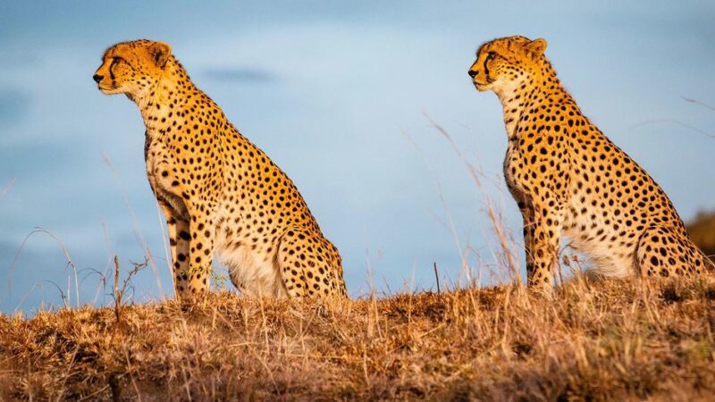 El Día Mundial de la Vida Silvestre destaca la importancia de la alianzas para su conservación