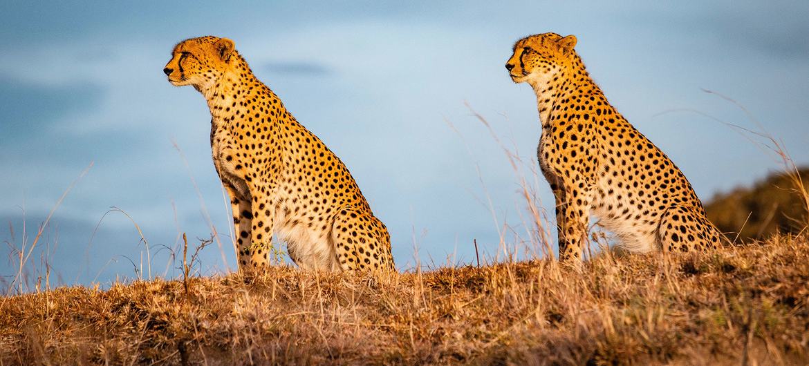 El Día Mundial de la Vida Silvestre destaca la importancia de la alianzas para su conservación