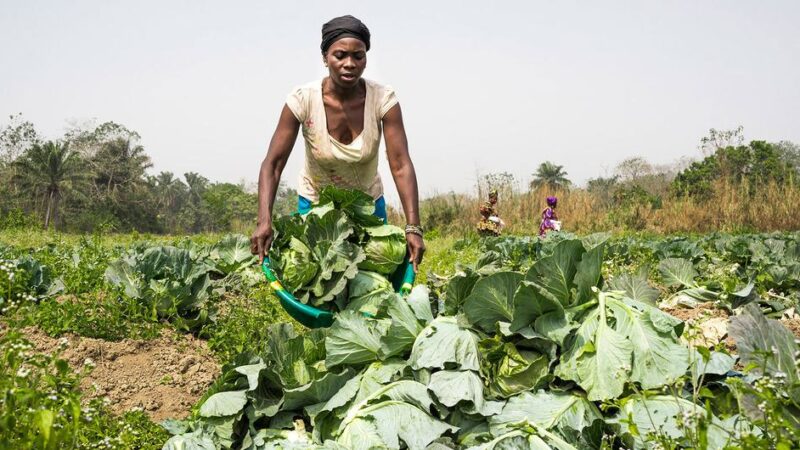 La desigualdad de género en alimentación y agricultura cuestan al mundo un billón de dólares