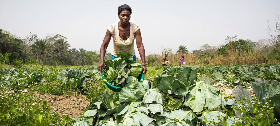 La desigualdad de género en alimentación y agricultura cuestan al mundo un billón de dólares