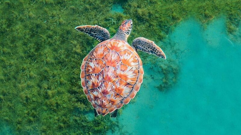 La ONU busca un “Pacto Azul” para proteger los océanos