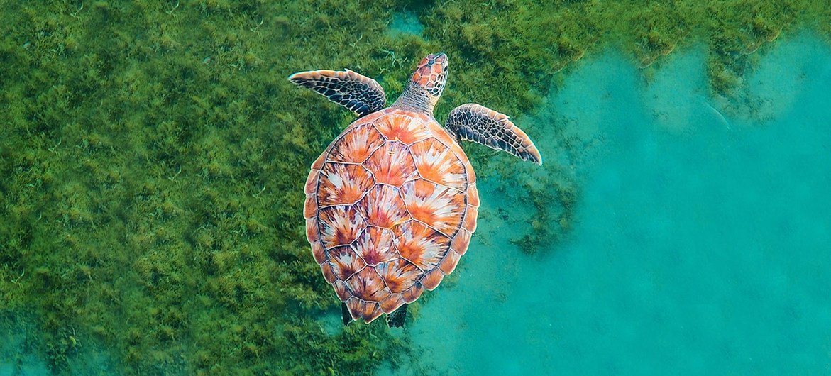 La ONU busca un “Pacto Azul” para proteger los océanos