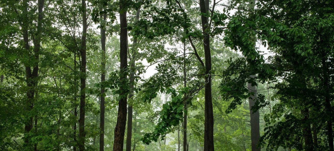 Foro de las Naciones Unidas sobre los Bosques: 5 cosas que debes saber