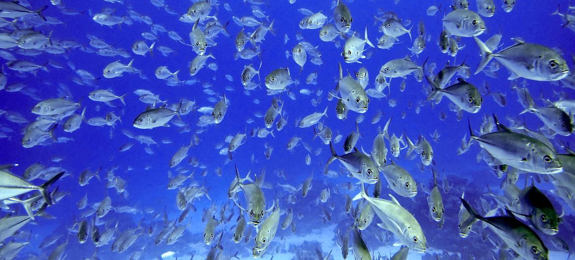La ONU adopta un acuerdo para conservar la biodiversidad marina en aguas internacionales