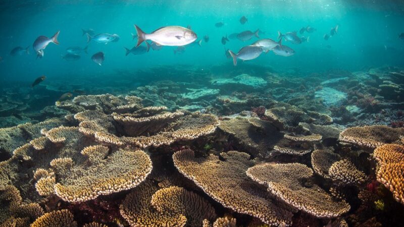 Australia pondrá en marcha medidas urgentes para proteger la Gran Barrera de Coral