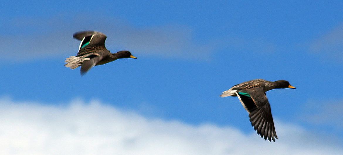 La UNESCO designa once nuevas reservas de la biosfera, dos de ellas en América Latina
